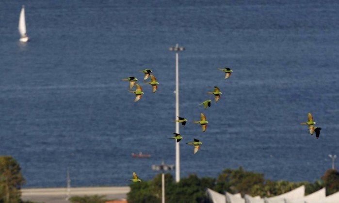 Стая попугаев летит в небе над береговой зоной Рио-де-Жанейро