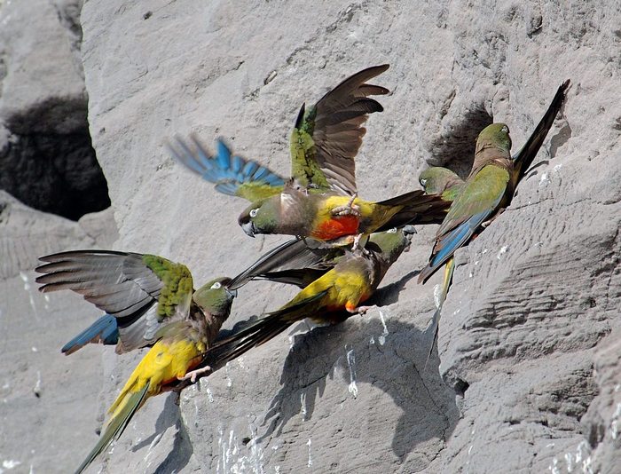 Попугаи находятся под угрозой исчезновения даже в удаленной Патагонии