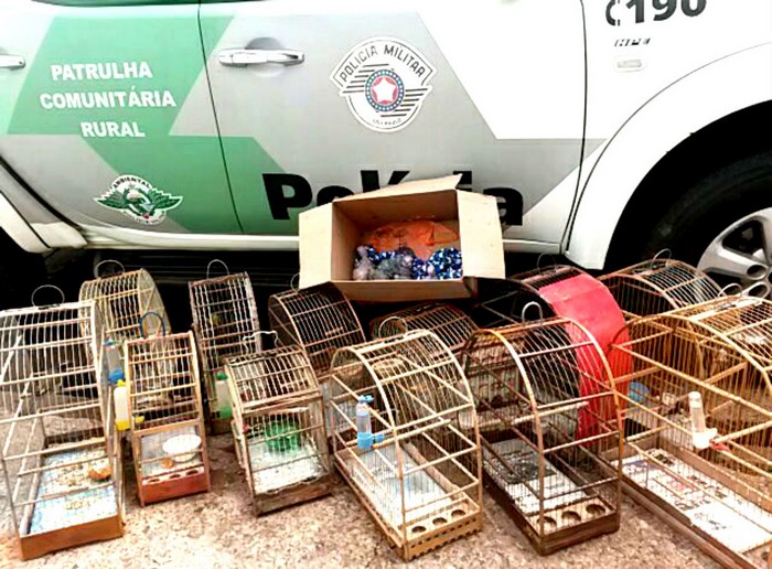 Изъятые клетки и попугаи в Бразилии