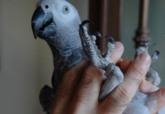 Один из изъятых попугаев в руках гвардейца