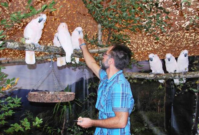 Олаф Шнайдер кормит молуккских какаду во время выставки птиц