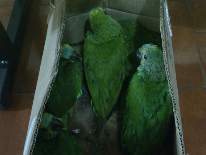 Освобожденные птенцы амазона в картонной коробке