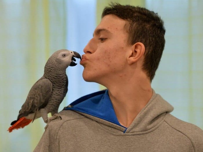 Джейкоб и его серый попугай Грибуй