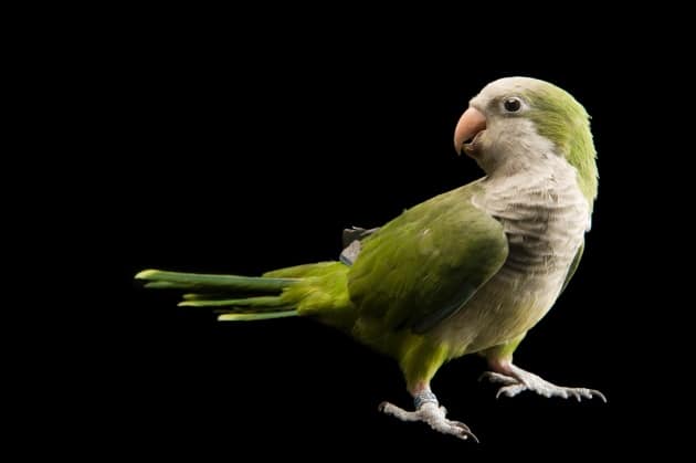 Фотография взрослой особи попугая-монаха
