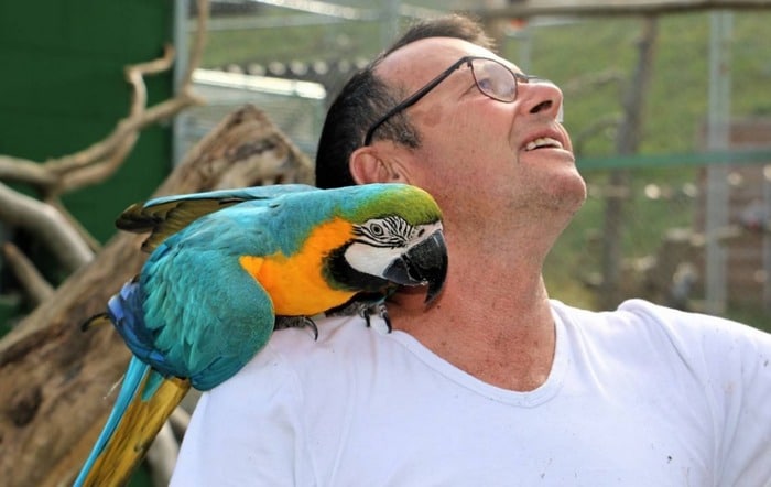 Ральф Ланц с сине-желтым арой на плече в парке птиц