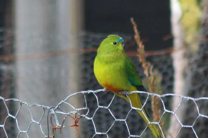Золотистобрюхий травяной попугайчик сидит на ограждении орнитологической исследовательской станции