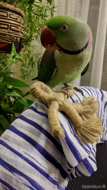 александрийский попугай с игрушкой