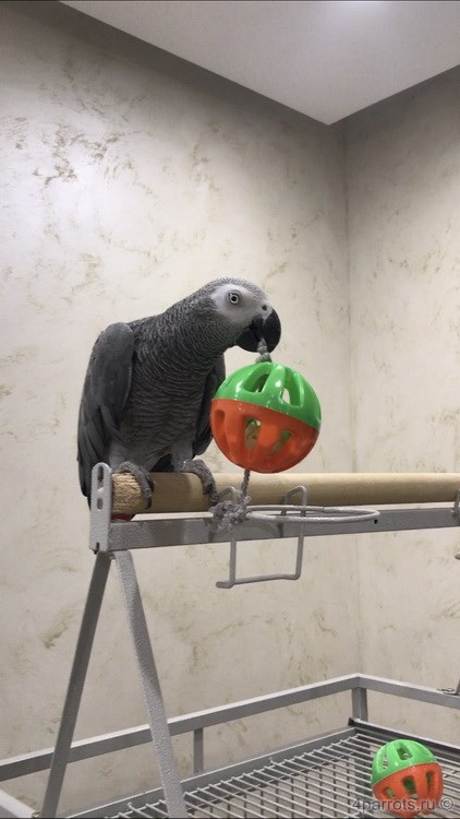 серый попугай с мячиком