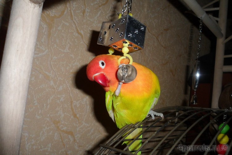 попугай неразлучник с зеркальной игрушкой