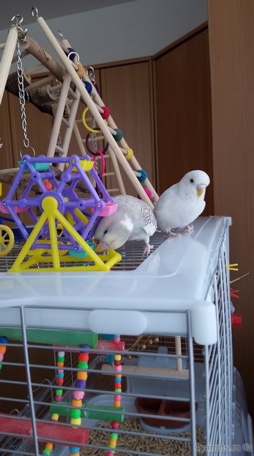 волнистые попугаи играют в колесико
