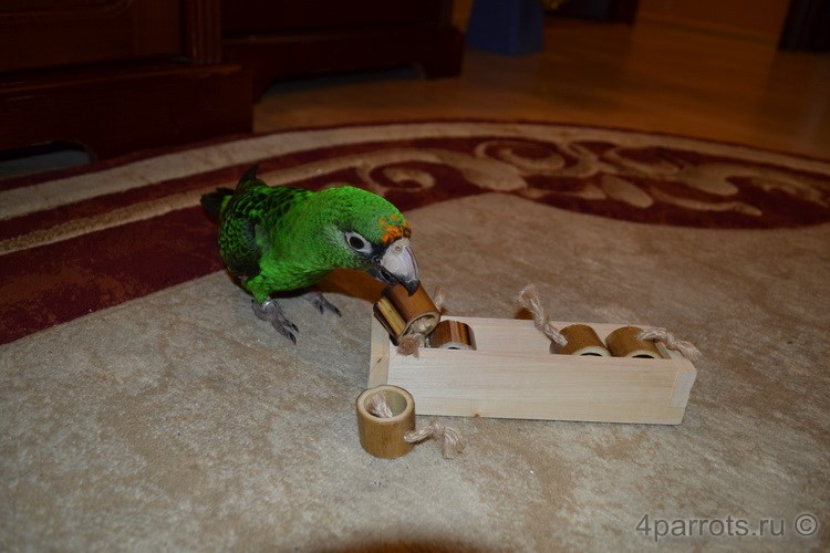 конголезский попугай со счетами
