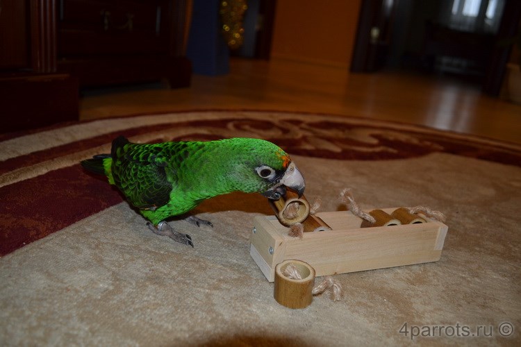 конголезский попугай играет