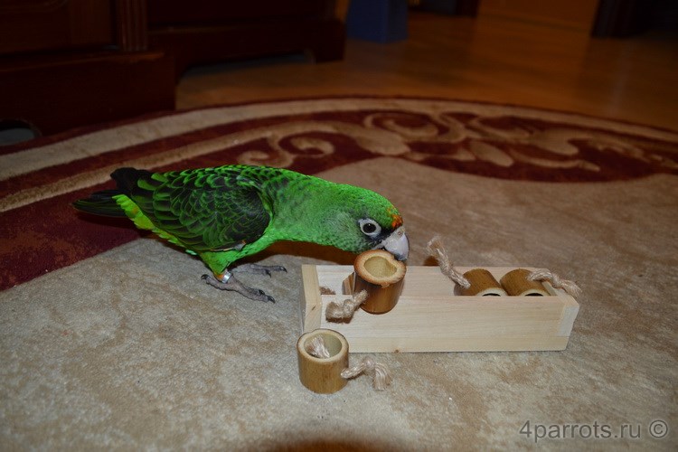 конголезский попугай вытаскивает бамбук
