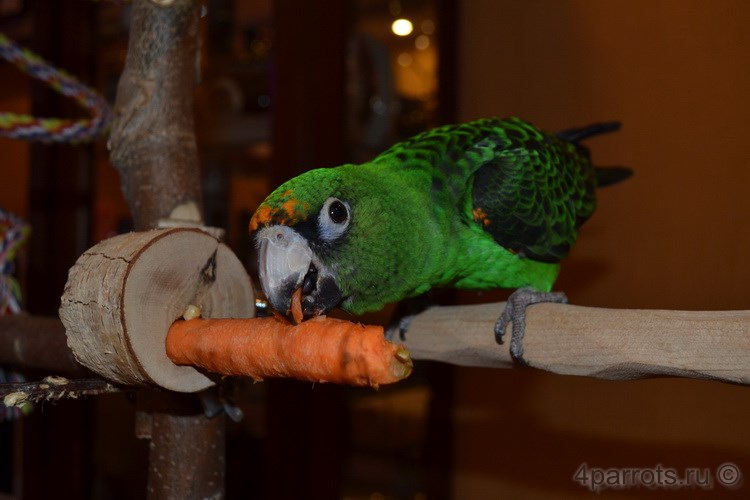 конголезский попугай с держателем фруктов