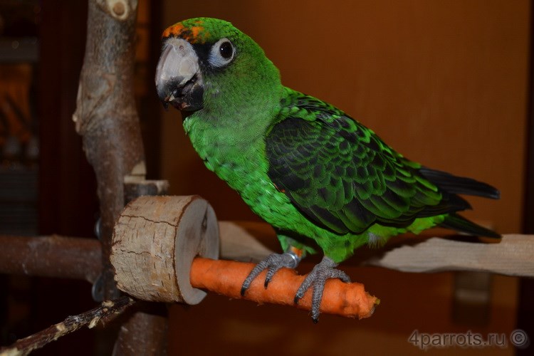 конголезский попугай сидит на жерди