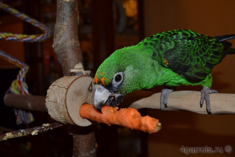 конголезский попугай кушает морковь