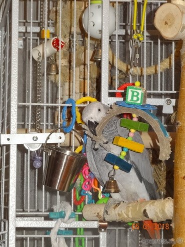 попугай играет в подвеску