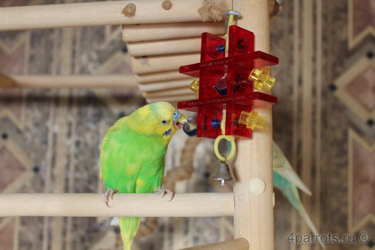 волнистый попугай с игрушкой JW Pet