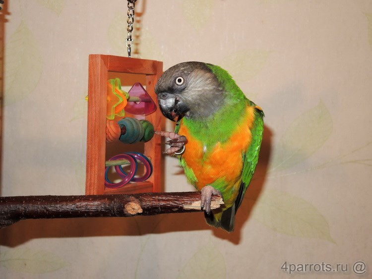 сенегальский попугай со счетами