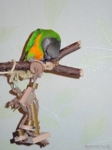 сенегальский попугай на жердочке