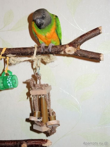 сенегальский попугай сидит на ветке