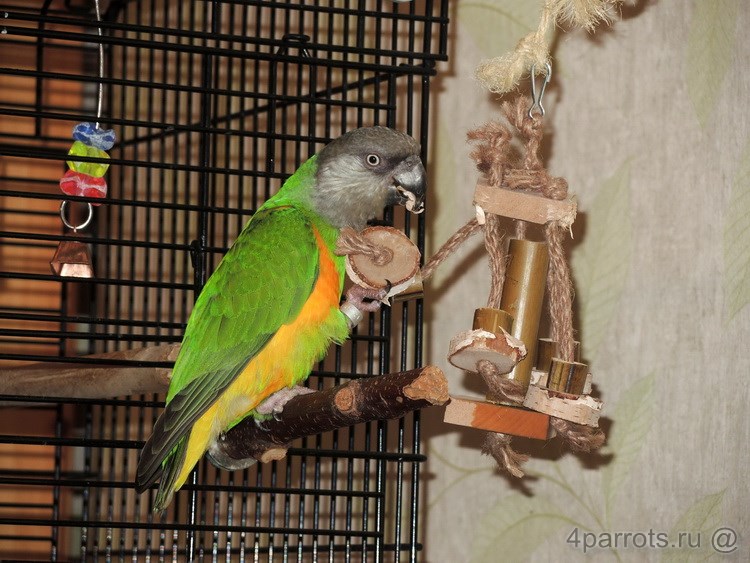 сенегальский попугай с игрушкой