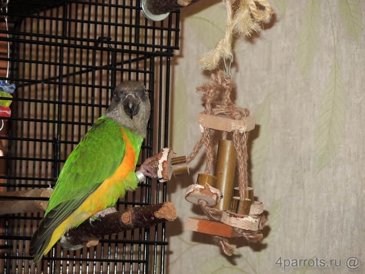 ручной сенегальский попугай