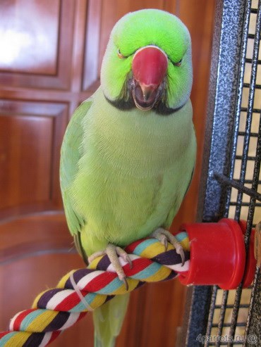 ожереловый попугай на канатной жердочке