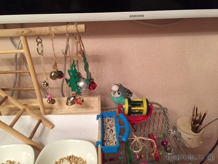 волнистый попугай с кучей игрушек