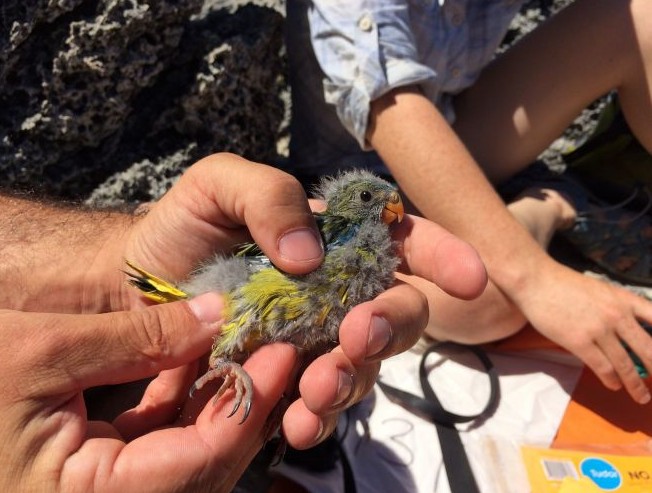 Птенец скального травяного попугайчика в руках волонтеров