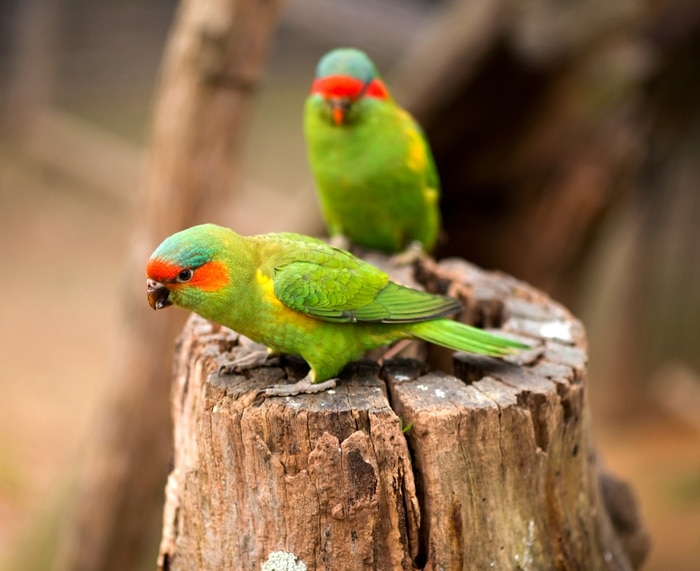 Пара ласточковых попугаев сидит на руке человека