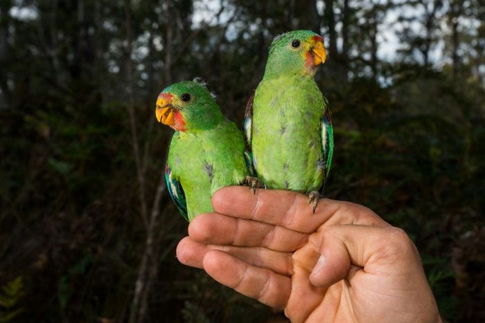 Два ласточковых попугая сидят на пеньке