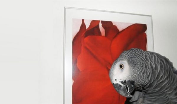 Серый попугай Тоби сидит на фоне картины