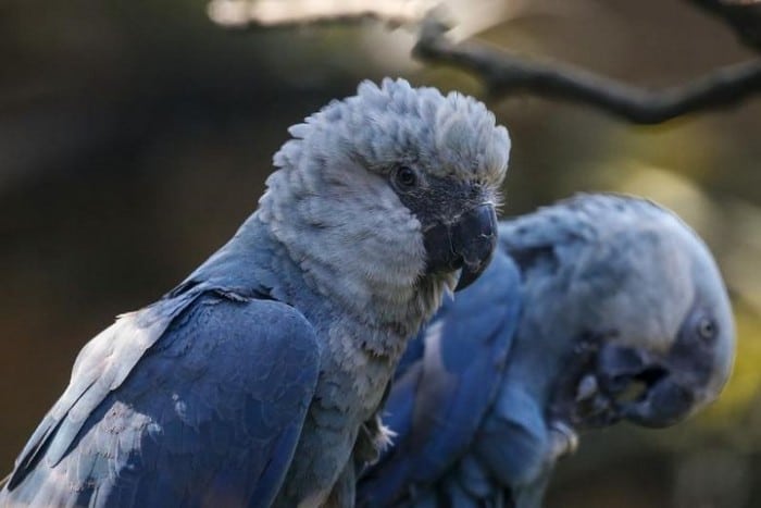 Два голубых ары в парке птиц Сингапура