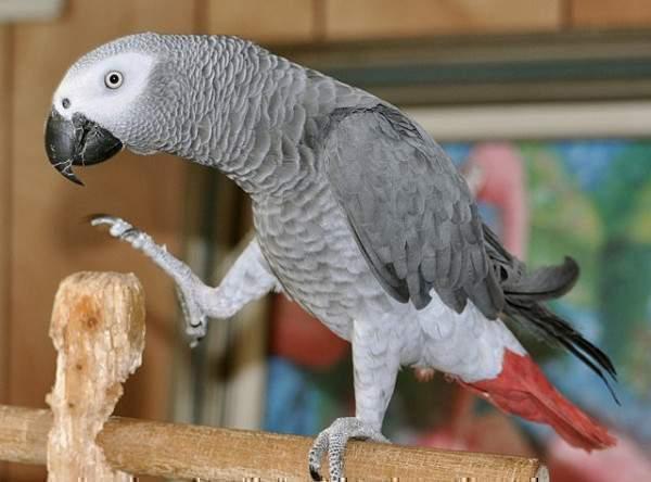 Одни из задержанных попугаев жако в Центре спасения и восстановления дикой природы Селал-Акара