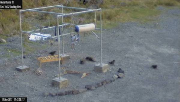 Скриншот с веб-камеры, где запечатлены несколько попугаев кеа, играющих на сооруженной спортивной площадке