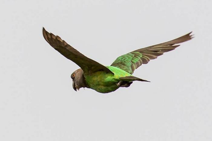 Редкий ниамниамский длиннокрылый попугай в полете