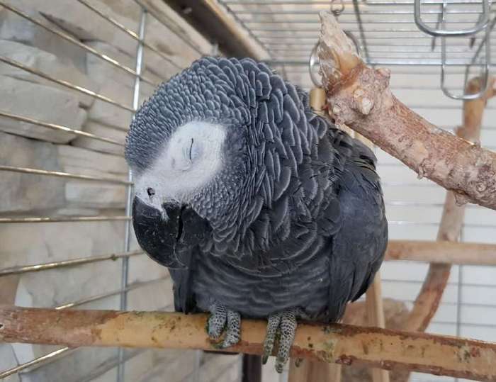 Серый попугай Тоби грустит в новой клетке, вдали от своего владельца