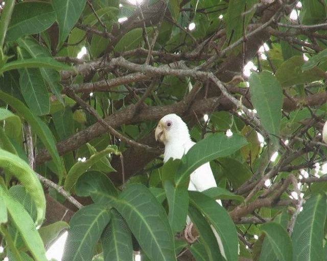 Отпущенный белый сейшельский черный попугай прячется в кроне дерева