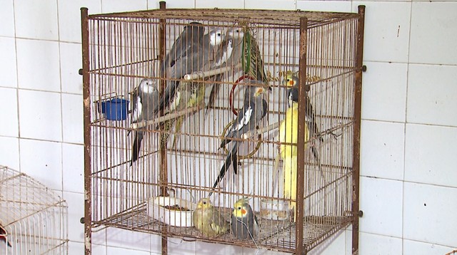 Конфискованные попугаи и экзотические птицы перед отправкой в приют