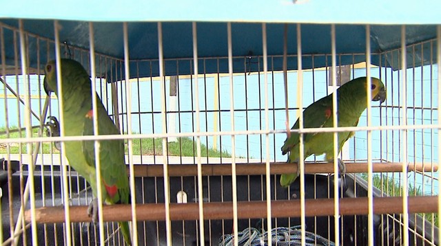 Конфискованные попугаи в клетке