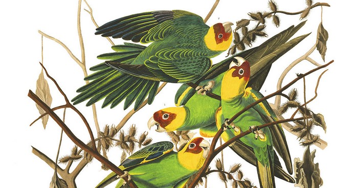 Иллюстрация поведения нескольких каролинских попугаев на дереве