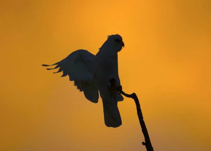 Силуэтная фотография какаду на закате