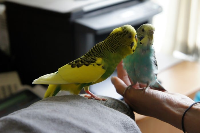 Волнистый попугайчик Холматрик со своей парой