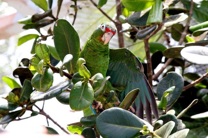 Пуэрто-риканский амазон прячется в зелени листьев дерева