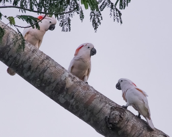 Три молуккских какаду сидят на пальме