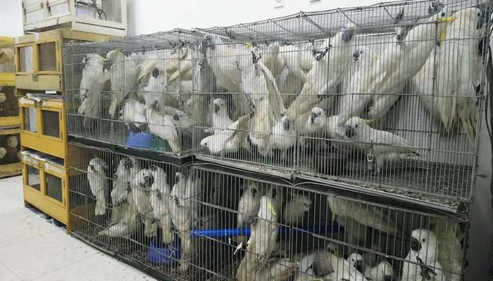 Какаду и другие попугаи, спасенные из рук контрабандистов, сидят в клетках перед отправкой на родину