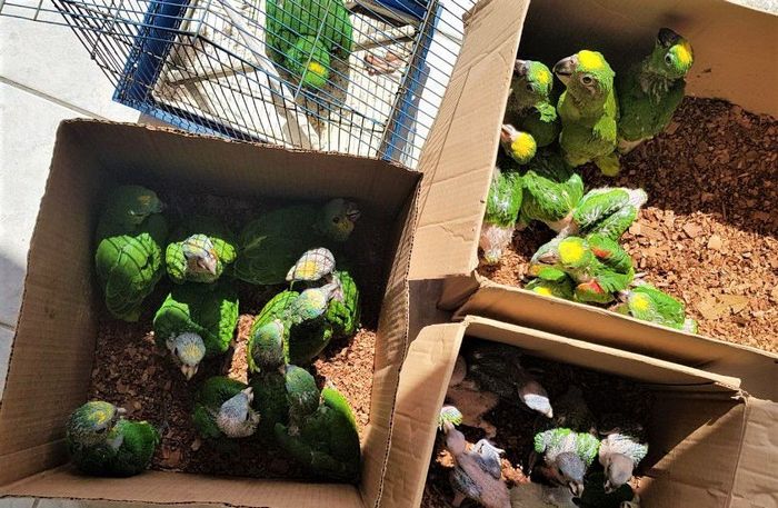 Спасенные двадцать восемь птенцов амазона в Тринидаде и Тобаго