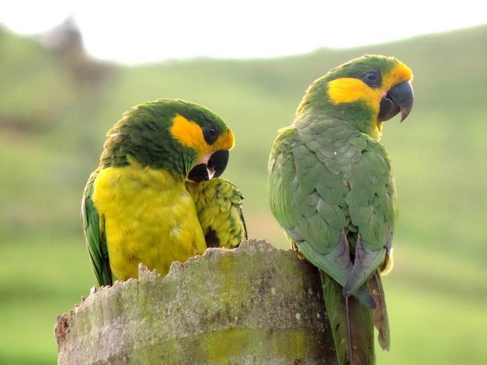 Пара желтоухих попугаев сидит на пеньке в Loro Parque Fundacion