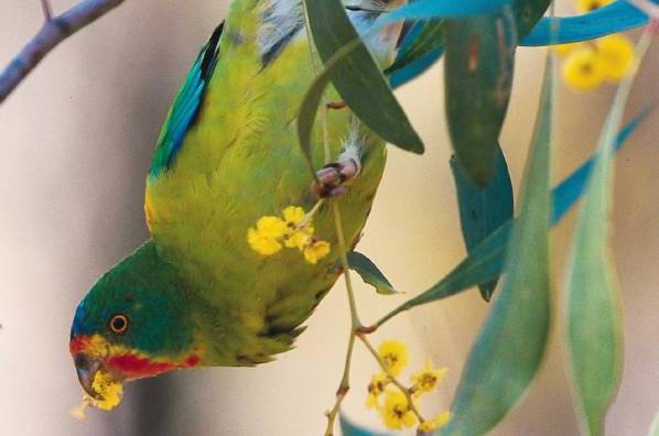 Поедание цветков дерева ласточковым попугаем